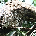 Young Papuan Frogmouth turning the head upside down, Goodwin St.<br />Canon EOS 7D + EF300 F2.8L III + EF1.4xII